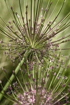 Allium, Allium schubertii.