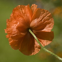 Poppy, Papaver nudicaule, Icelandic poppy, Papaver croceum.