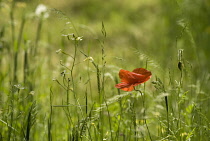 Poppy, Papaver rhoeas.