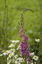 Foxglove, Digitalis purpurea.