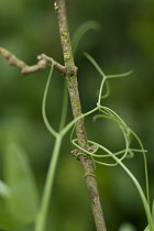 Pea, Pisum sativum.