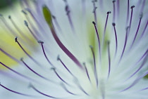 Stamens.