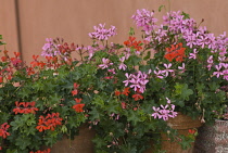 Pelargonium.