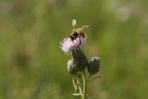 Thistle, Creeping thistle, Cirsium arvense.