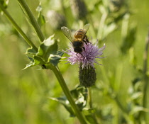 Thistle, Creeping thistle, Cirsium arvense.