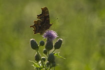 Thistle, Creeping thistle, Cirsium arvense.