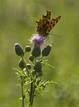 Thistle, Creeping thistle, Cirsium arvense.