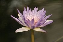 Waterlily, Nymphaea violacea.