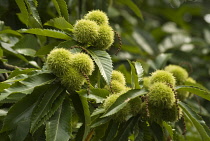 Chestnut, Sweet chestnut, Castanea sativa.