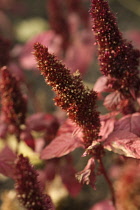 Amaranthus, Amaranthus hypochondriacus.