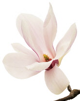 Magnolia.