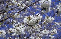 Cherry, Prunus 'Shirotae'.