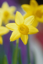 Daffodil, Narcissus.