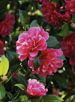 Camellia.