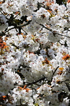 Cherry, Prunus 'Shirotae'.