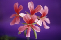 Pelargonium.