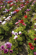 Anemone, Anemone coronaria 'De Caen'.