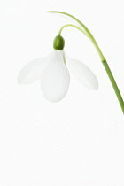 Snowdrop, Galanthus nivalis.