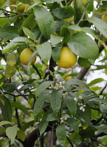 Limequat, Citrofortunella floridana 'eustis'.