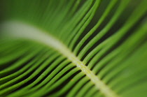 Palm, Sago palm, Cycas revoluta.