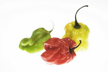 Chilli, Scotch bonnet chilli, Capsicum annuum 'Scotch bonnets'.