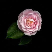 Camellia.