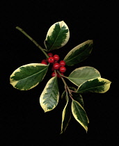 Holly, Ilex.