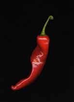 Chilli Pepper, Capsicum annuum.