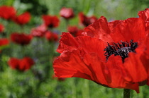 Poppy, Oriental poppy, Papaver orientale.