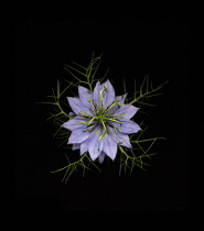 Love-in-a-mist, Nigella damascena.