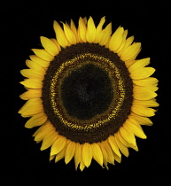 Sunflower, Helianthus.