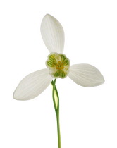 Snowdrop, Galanthus nivalis.