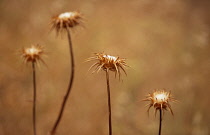 Thistle, Carline thistle, Carlina vulgaris.