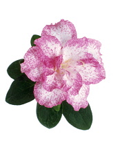 Camellia.