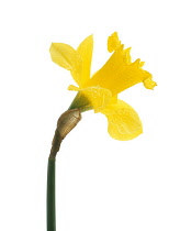 Daffodil, Narcissus.