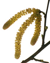 Hazel, Cob-nut, Corylus avellana.