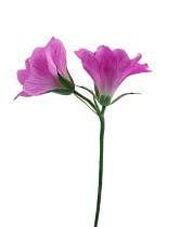 Cranesbill, Geranium.