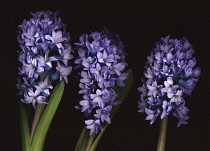 Hyacinth, Hyacinthus.