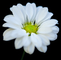 Chrysanthemum.