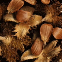 Beech, Fagus sylvatica.