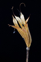 Aquilegia, Columbine, Aquilegia chrysantha.