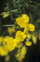 Gorse, Ulex europaeus.