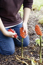 Lordsandladies, Arum italicum.