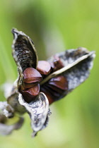 Iris, Iris sanguinea.