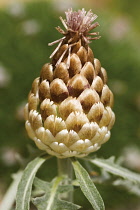 Maralroot, Leuzea carthamoides.