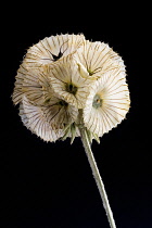 Pincushionflower, Scabiosa stellata 'Paper Moon'.