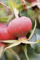 Rose, Rosa rubiginosa.