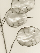 Honesty, Lunaria annua.