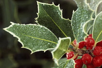 Holly, Ilex.