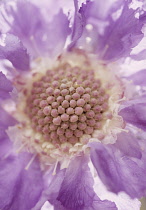 Scabious, Scabiosa.